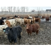 Image 4 : Rice Farms - 975# February Delivery Steers - 65 Head (Lacombe, AB)
