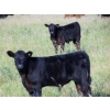 Image 10 : Endersby Ranching - 535# October Delivery Steer Calves - 160 Head (Coronation, AB)