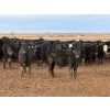 Image 2 : North Butte Land & Cattle - 700# February Delivery Steers - 90 Head (Gem, AB)