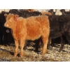 Image 2 : Willowside Ranch - 660# April Delivery Heifers - 54 Head (Vibank, SK)