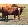 Image 2 : Wilson Grande Coulee Ranch - 600# October Delivery Heifer Calves - 35 Head (East Coulee, AB) VBP+