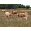 Image 2 : Gate Way Ranch - 1025# September Delivery Grass Steers - 180 Head (Elkhorn, MB)
