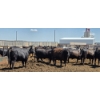 Image 4 : M.S. MacLean Livestock - 1550# Cows - 27 Head (Coaldale, AB)