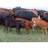 Image 2 : L & J Ranch - 550# October Delivery Steer Calves - 70 Head (Harptree, SK)