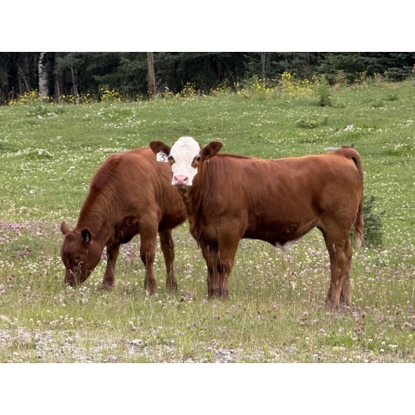 Terry & Dixie Viney, Garth Dorin - 675# October Delivery Steer Calves - 90 Head (Olds, AB)