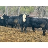 Image 6 : Pat Lawrence Contracting Ltd. - 870# January Delivery Weaned Steers - 65 Head (Keremeos, BC)