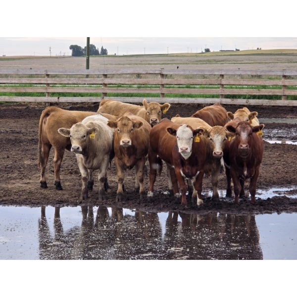 Ripple Rock Ranch - 725# August Delivery Heifers - 90 Head (Fincastle, AB)