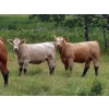 Image 9 : Taylor Enterprises Inc. - 900# September Delivery Grass Heifers - 134 Head (Wawota, SK)