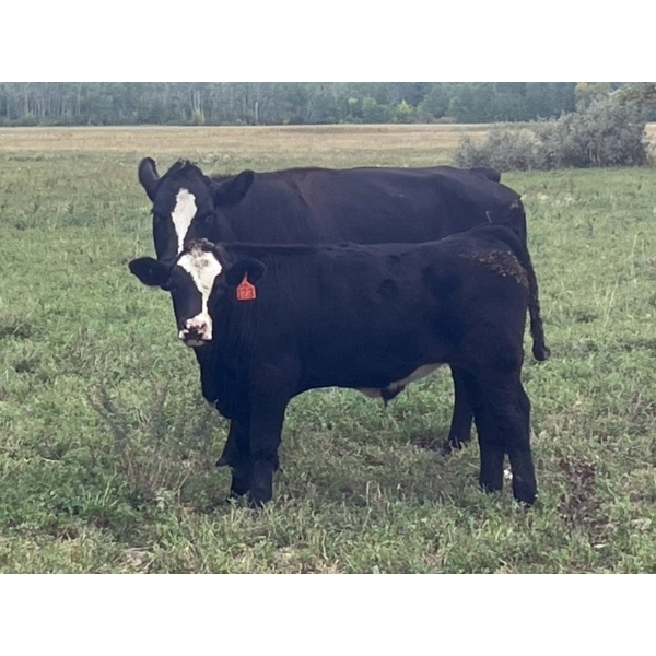 Stellar Farms - 700# October Delivery Steer Calves - 87 Head (Moosehorn, MB) VBP+