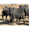 Image 7 : Van Hal Livestock Inc. - 33 Black Angus Replacement Heifers (Seven Persons, AB)