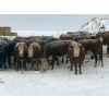 Image 6 : Merrick Campbell Herd Dispersal - 44 4 & 5 Year-Old Bred Cows (Calahoo, AB) VBP+
