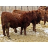 Image 9 : RBD Ranch - 950# February Delivery Steers - 62 Head (Milestone, SK)