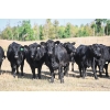 Image 3 : Cornerglen Ranching (Torkelson) - 12 Black Angus April/May Calving Bred Heifers (Crestomere, AB)