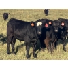 Image 7 : Jarokosky Farms - 830# September Delivery Grass Steers - 75 Head (Cayley, AB)