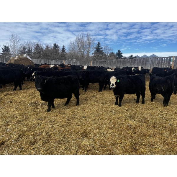Kris Springer - 50 November Delivery Angus X Bred Heifers (Foam Lake, SK)