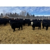 Image 1 : Kris Springer - 50 November Delivery Angus X Bred Heifers (Foam Lake, SK)