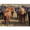 Image 7 : M.S. MacLean Livestock - 10 BBF/RBF/Red Replacement Heifers (Coaldale, AB)