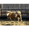 Image 7 : X Bar X Cattle Co. Ltd. - 842# Feb/March Delivery Steers - 143 Head (Lomond, AB)