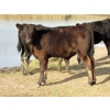 Image 5 : R&W Cattle Co. (Regan & Whitney Curry) - 490# Steer Calves - 120 Head (Sunnynook, AB) VBP+