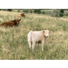 Image 4 : Lindy Greig  - 550# Sept/Oct Delivery Steer Calves - 37 Head (Nanton, AB)