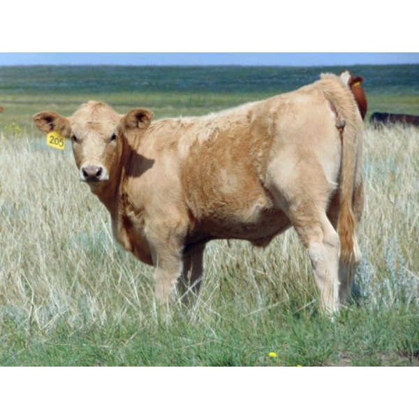 JG Larson Livestock (V-V) - 600# December Delivery Heifer Calves - 100 Head (Jenner, AB) VBP+