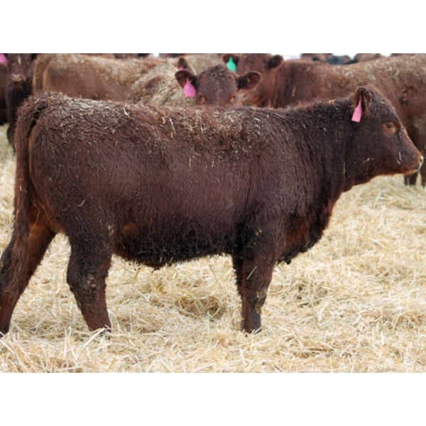 A&A Farms - 25 Dark Red Replacement Heifers (Coaldale, AB)