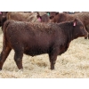 Image 1 : A&A Farms - 25 Dark Red Replacement Heifers (Coaldale, AB)