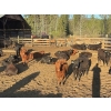 Image 10 : Alan Fridlington - 730# May Delivery Heifers - 162 Head (Kersley, BC)