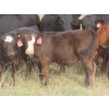 Image 2 : Storle Farms Ltd. - 570# October Delivery Heifer Calves - 45 Head (Lake Alma, SK)