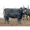Image 4 : Sonny Wierenga - 940# September Delivery Heifers - 86 Head (Granum, AB)