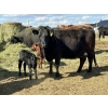 Image 1 : Black Powder Cattle Company - 36 Red & Black X Pairs (Oxbow, SK)