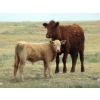 Image 1 : Wolfer Ranching/Wolfer Cattle Co. - 600# October Delivery Steer Calves - 60 Head (Tilley, AB)