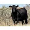Image 3 : Cross Coulee Ranching - 950# October Delivery Grass Heifers - 62 Head (Duchess, AB)