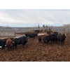 Image 1 : Moore Ranching - 815# May Delivery Heifers - 113 Head (Loon Lake, SK)