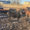 Image 7 : Hawk Ranching - 875# February Weaned Steers - 72 Head (Nanton, AB)