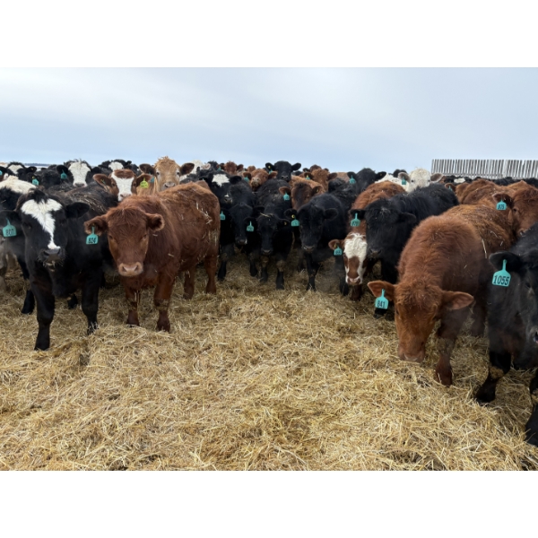 Vee Tee Feeders - 930# May Delivery Steers - 260 Head (Lloydminster, SK)