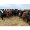 Image 1 : Vee Tee Feeders - 930# May Delivery Steers - 260 Head (Lloydminster, SK)