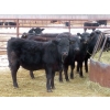 Image 4 : Martin DeVos - 725# March/April Delivery Heifers - 69 Head (Fork River, MB)