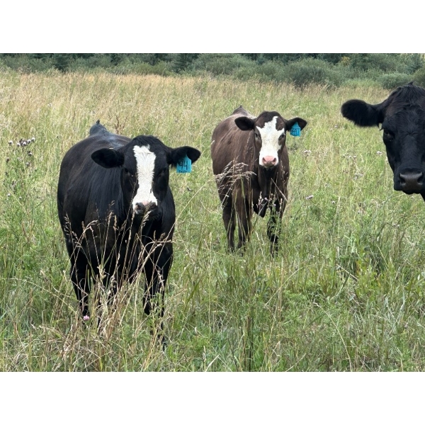 Double J Crop & Cattle Co. - 680# October Delivery Steer Calves - 65 Head (Rimbey, AB)