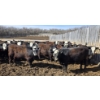 Image 6 : Bircham Ranch - 930# May Delivery Steers - 90 Head (Piapot, SK)