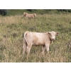Image 2 : Lindy Greig - 535# Sept/Oct Delivery Heifer Calves - 37 Head (Nanton, AB)