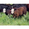 Image 6 : Calvin Rydzik - 625# November Delivery Steer Calves - 100 Head (Glenavon, SK)