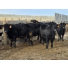 Image 4 : Bauer Ranching - 790# February Delivery Steers - 190 Head (Hilda, AB)