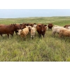 Image 5 : Lohse Farm & Ranch Ltd. - 685# October Delivery Steer Calves - 81 Head (Beaubier, SK)