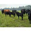 Image 7 : Vandenhoven Farms - 650# November Delivery Steer Calves - 95 Head (Rimbey, AB) VBP+