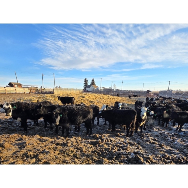 Franz Land & Cattle - 840# March Delivery Heifers - 75 Head (Medicine Hat, AB)