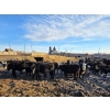 Image 1 : Franz Land & Cattle - 840# March Delivery Heifers - 75 Head (Medicine Hat, AB)