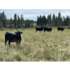 Image 5 : John Bland - 860# September Grass Heifers - 125 Head (Rimbey, AB)