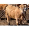 Image 13 : Dennis Bjelland - 975# May Delivery Heifers - 45 Head (Patricia, AB)