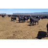 Image 7 : Cattlewood Farms Ltd. - 690# May Delivery Steers - 117 Head (Stirling, AB)